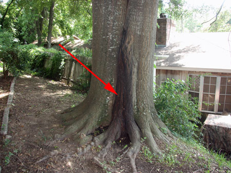Lightning Damage to the Trunk of the Tree
